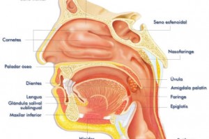 Electrocauterización de cornetes